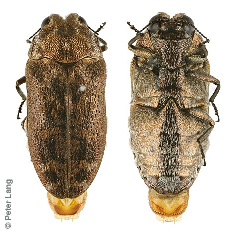 Ethonion cf. corpulentum Small, PL4168B, female, EP, 8.2 × 3.6 mm